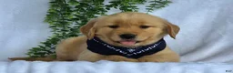Golden Retriever dogs for sale: Mason - Ad 7