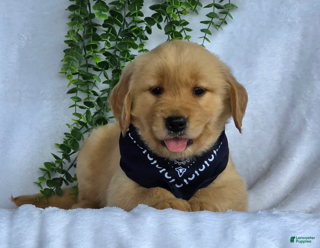 Golden Retriever dogs for sale: Mason - Ad 7