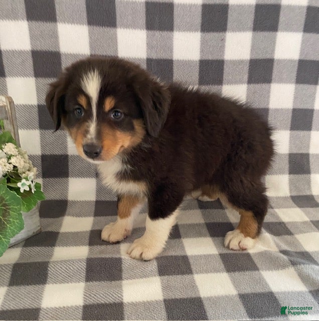 Australian Shepherd dogs Sandy - Ad 2