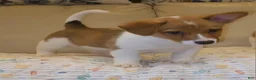 Mixed Breed dogs for sale: Orpheus - Ad 1