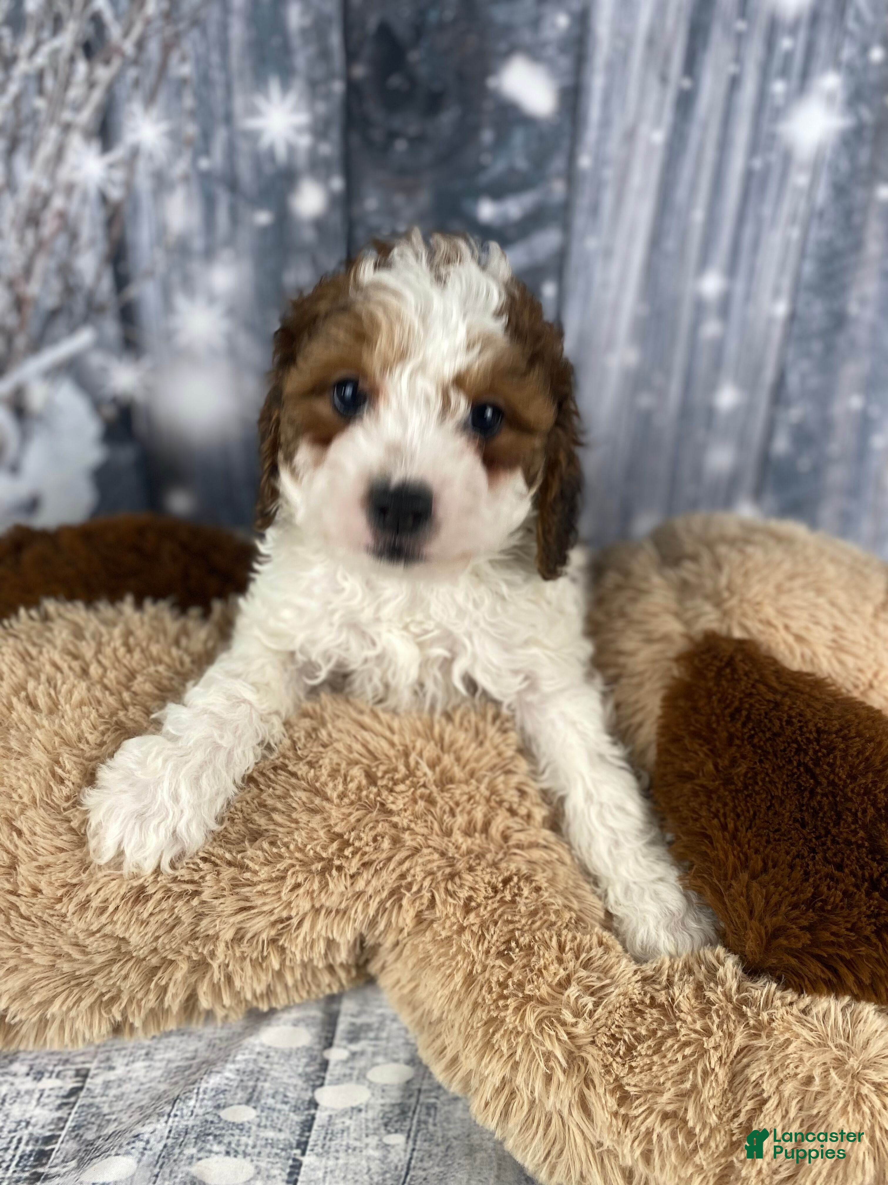 Cavapoo dogs Colt - Ad 18