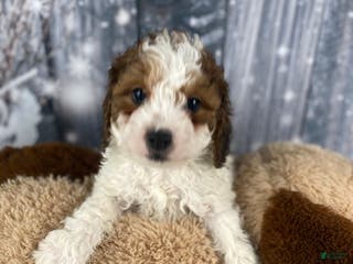 Cavapoo dogs Colt - Ad 27