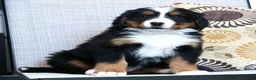 Bernese Mountain Dog dogs for sale: Jenny - Ad 4