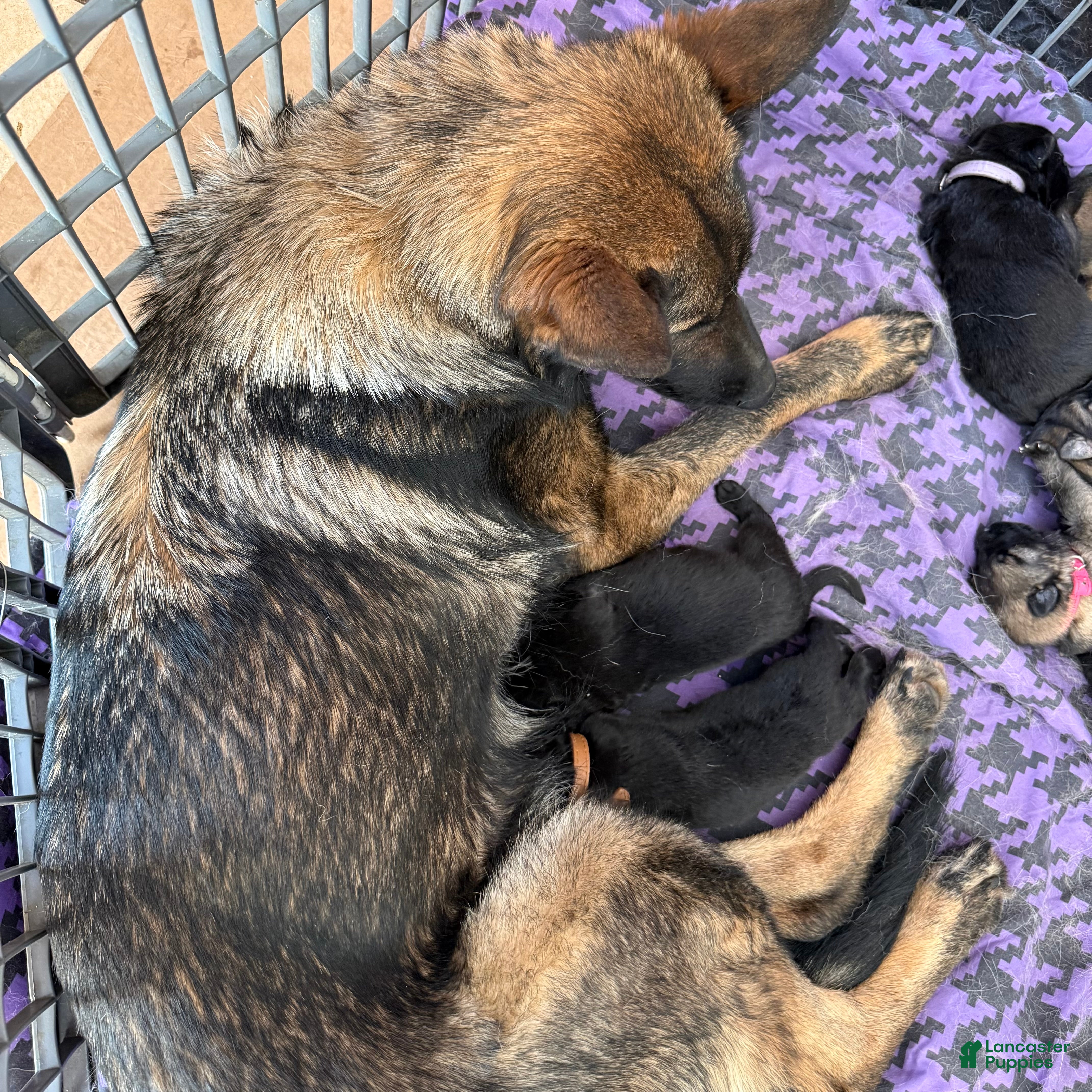 German Shepherd dogs TUECHA - Ad 2