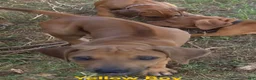 Rhodesian Ridgeback dogs for sale: Pink Girl - Ad 10