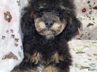 Miniature Poodle dogs - Ad 8