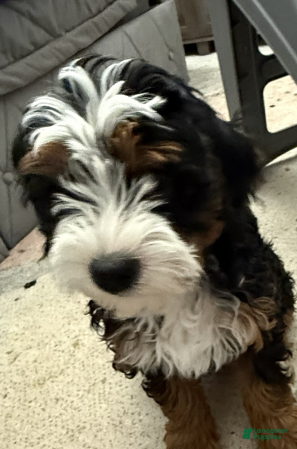 Mini Bernedoodle dogs Violet - Ad 1
