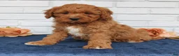 Cavapoo dogs for sale: Ace  - Ad 2