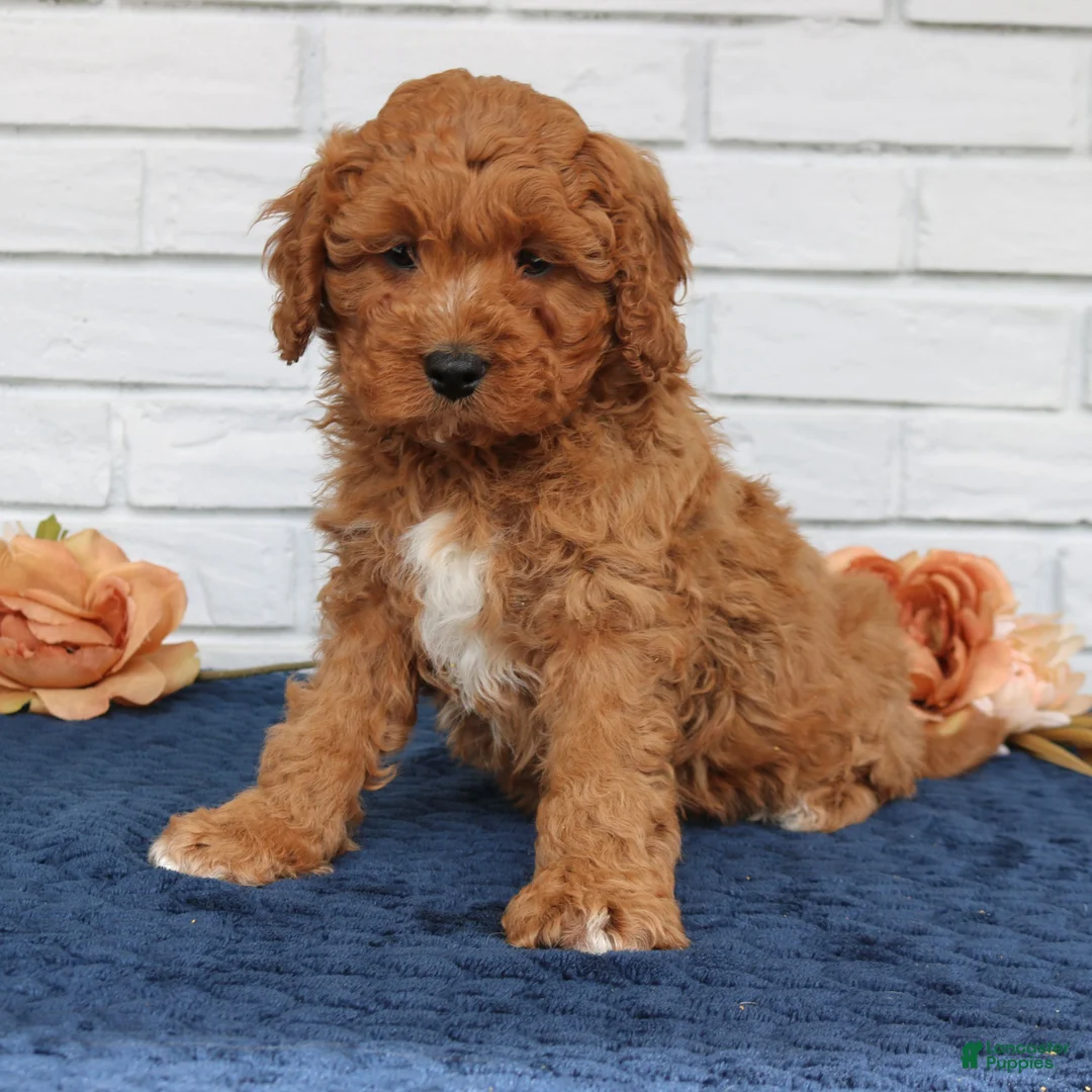 Cavapoo dogs for sale: Ace  - Ad 2
