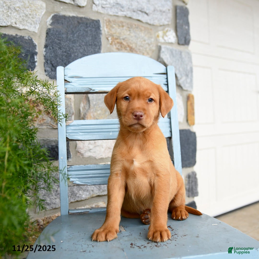 Labrador Retriever dogs for sale: Cheddar - Ad 4
