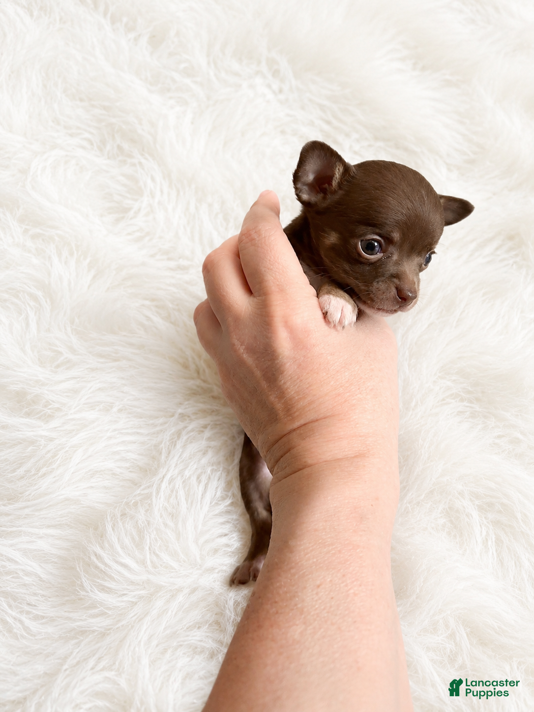Chihuahua dogs Evie - Ad 2