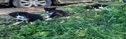 Mixed Breed dogs for sale: Mixed Breed 2 - Ad 6