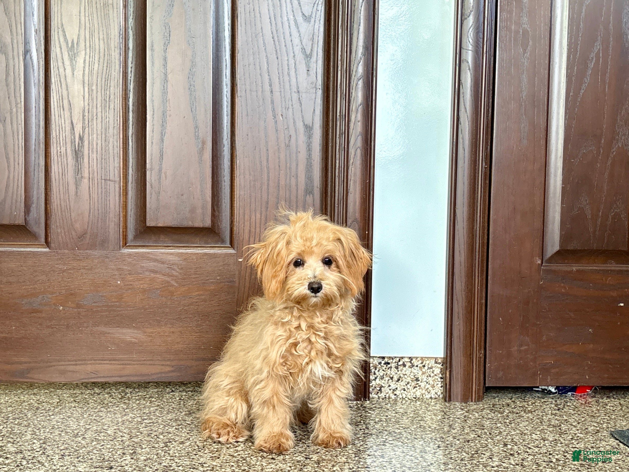 Maltipoo dogs Cutie - Ad 36