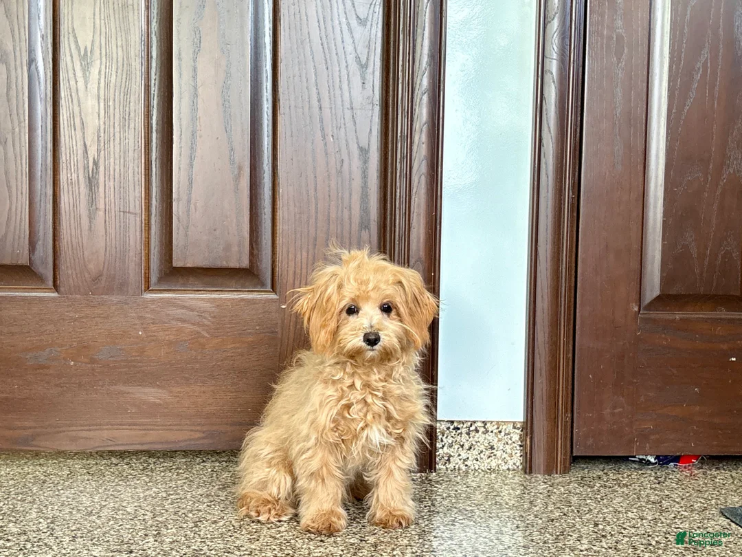 Maltipoo dogs for sale: Cutie - Ad 1