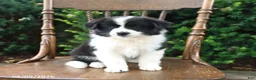 Mixed Breed dogs for sale: Daphne - Ad 4