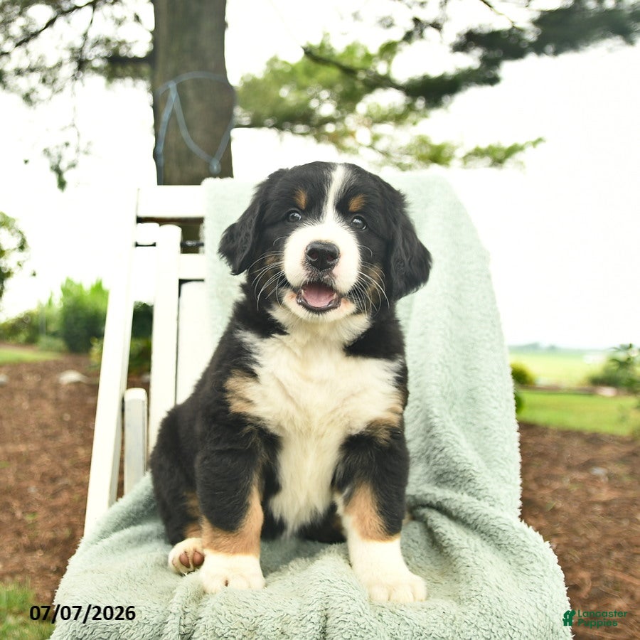 Mixed Breed dogs Rosie  - Ad 1