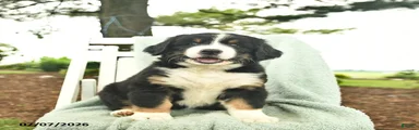 Rosie 