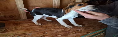 Beagle Puppy 3