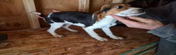 Beagle dogs for sale: Beagle Puppy 3 - Ad 1