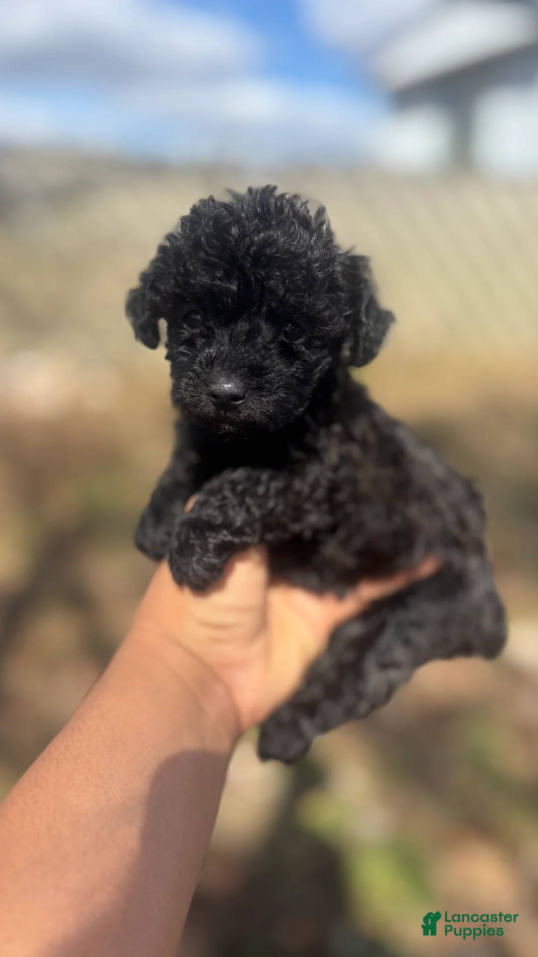 Toy Poodle dogs for sale: Lilac  - Ad 6