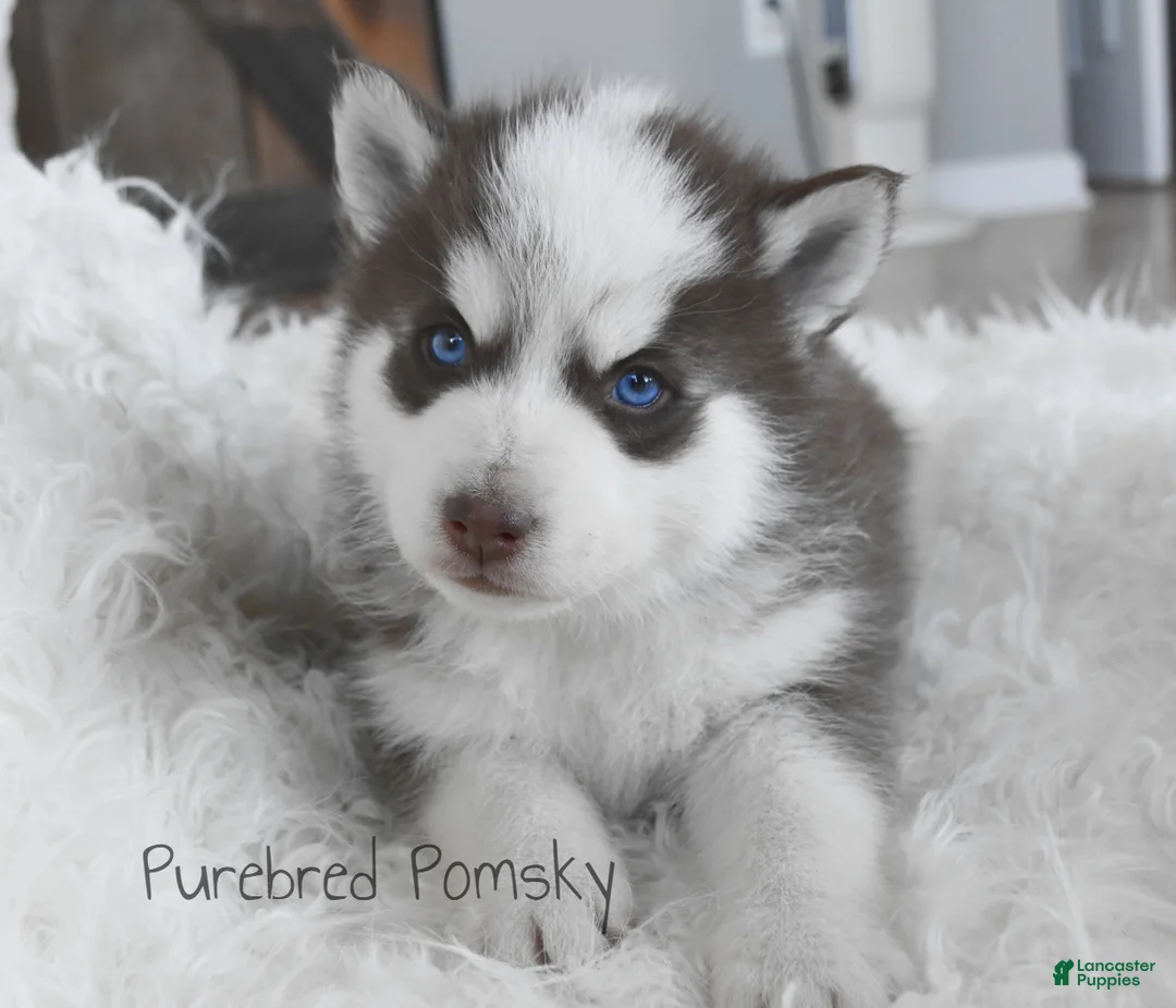 Pomsky dogs for sale: Moose Chocolate Pomsky - Ad 2