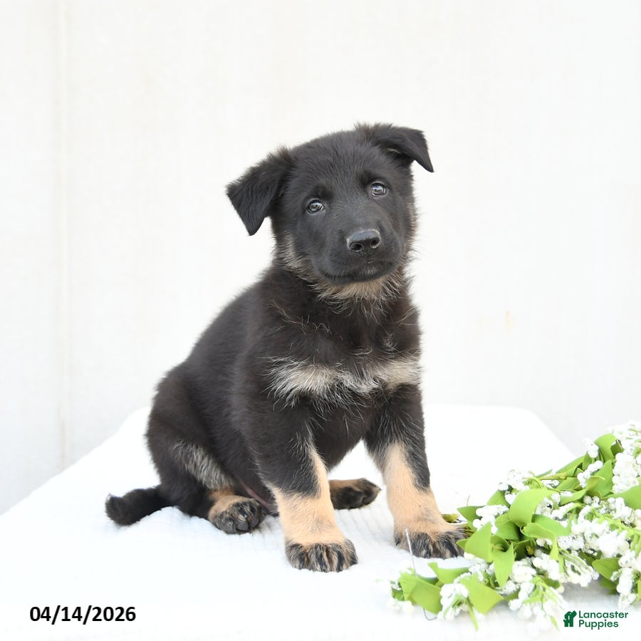 German Shepherd dogs Domino - Ad 1