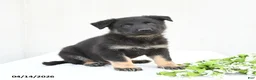 German Shepherd dogs for sale: Domino - Ad 1