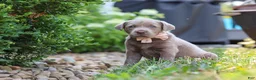 Labrador Retriever dogs for sale: Clover - Ad 11