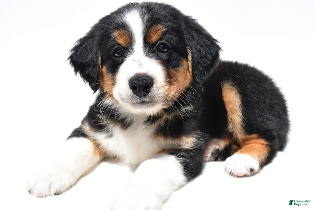 Australian Shepherd dogs for sale: Muffy - Ad 2