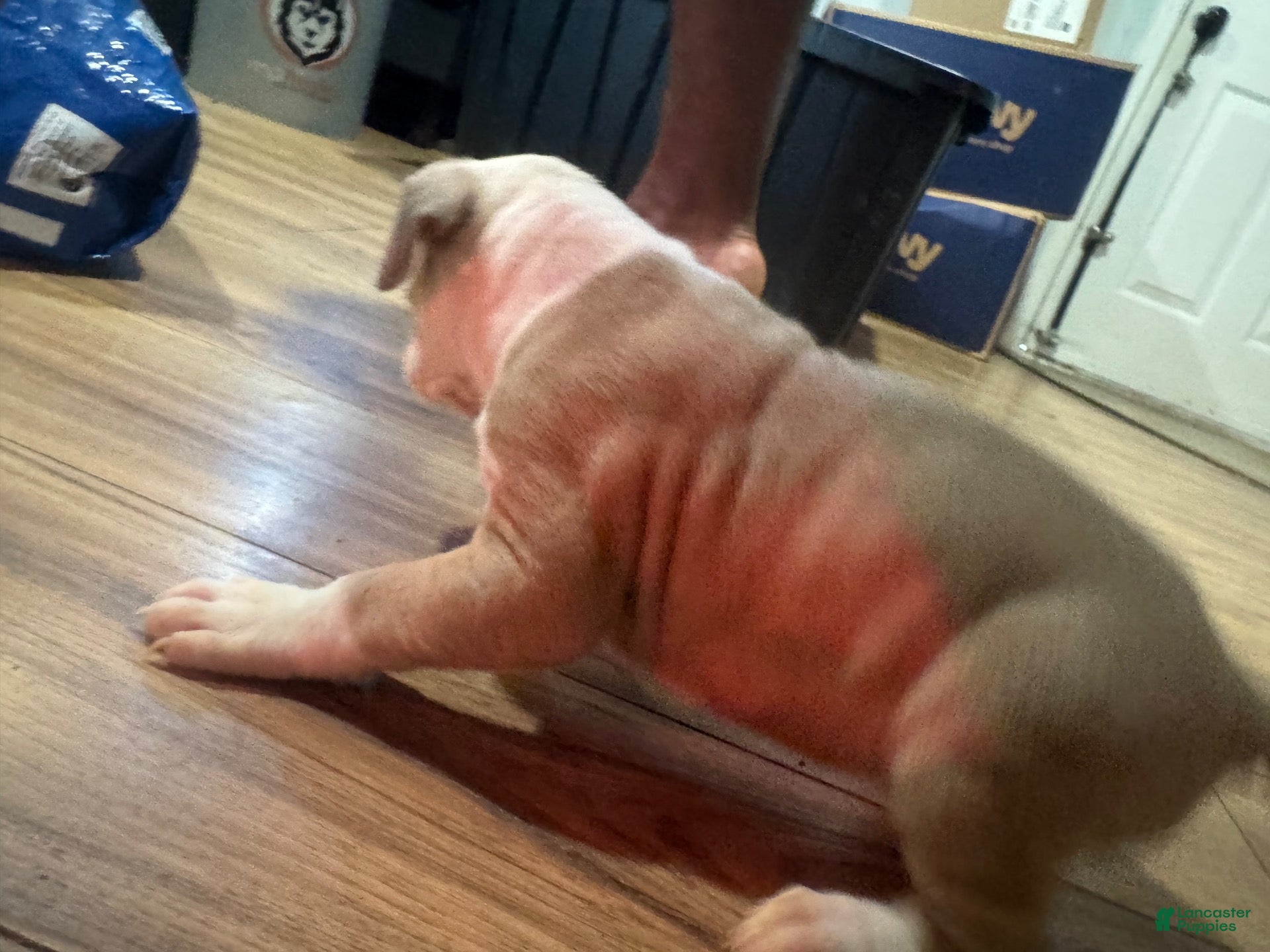 American Bully dogs American Bully 6 - Ad 1