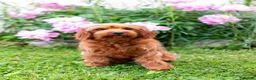 Cavapoo dogs for sale: Cinch - Ad 4