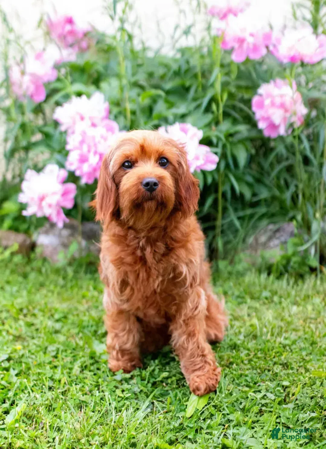 Cavapoo dogs for sale: Cinch - Ad 4
