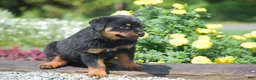 Rottweiler dogs for sale: Oaklynn - Ad 3
