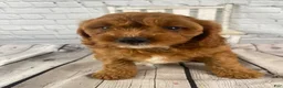 Cavapoo dogs for sale: Bella - Ad 10