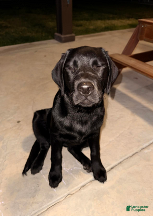 Labrador Retriever dogs Korra - Ad 2