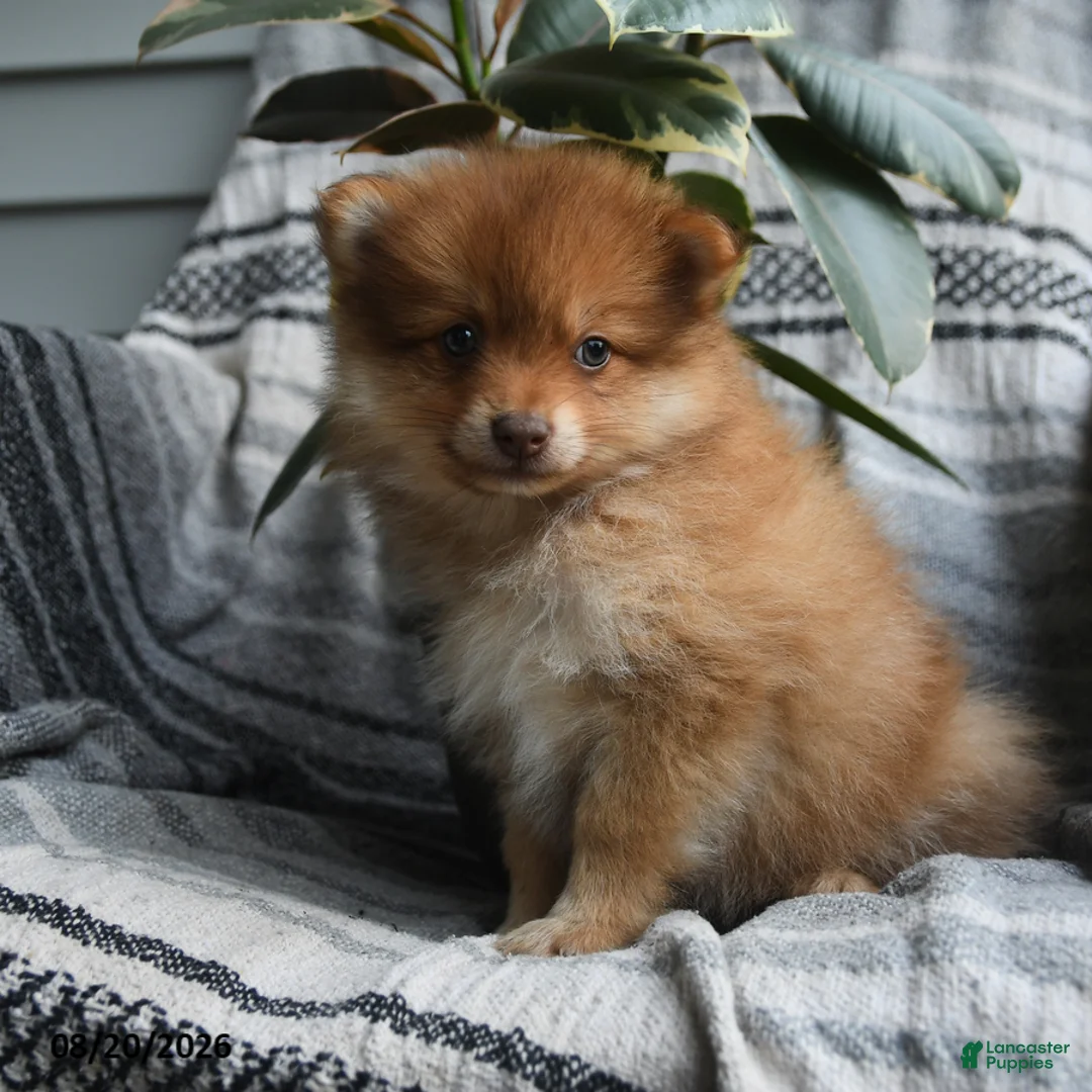 Pomeranian dogs for sale: Wooton - Ad 3