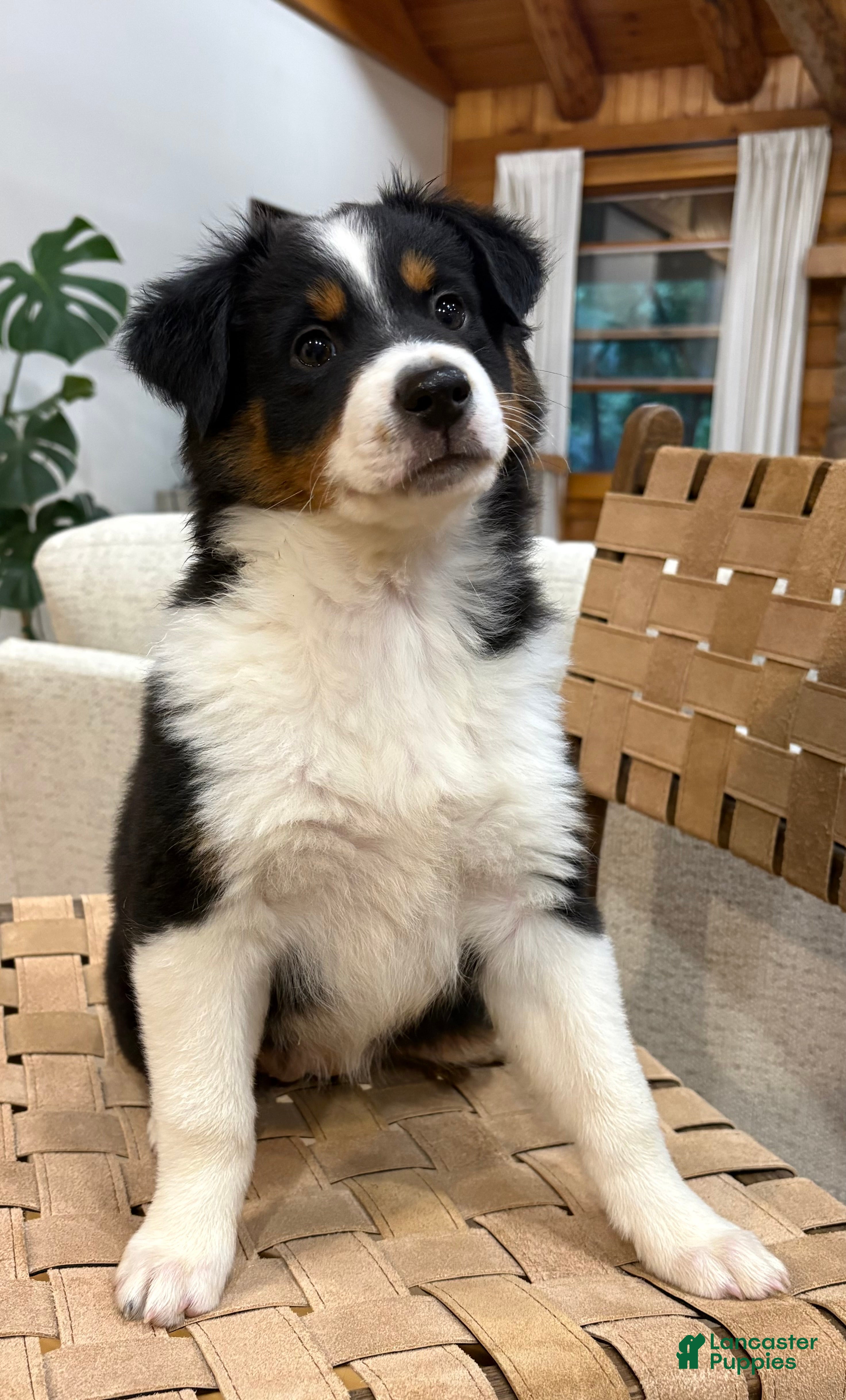 Australian Shepherd dogs Poppy - Ad 1