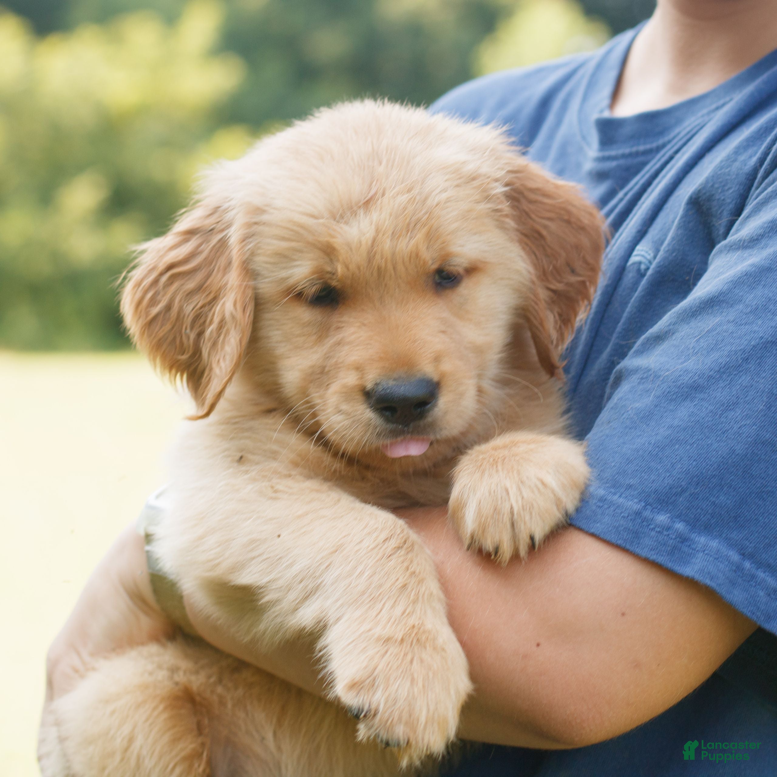 Golden Retriever dogs Scout  - Ad 1
