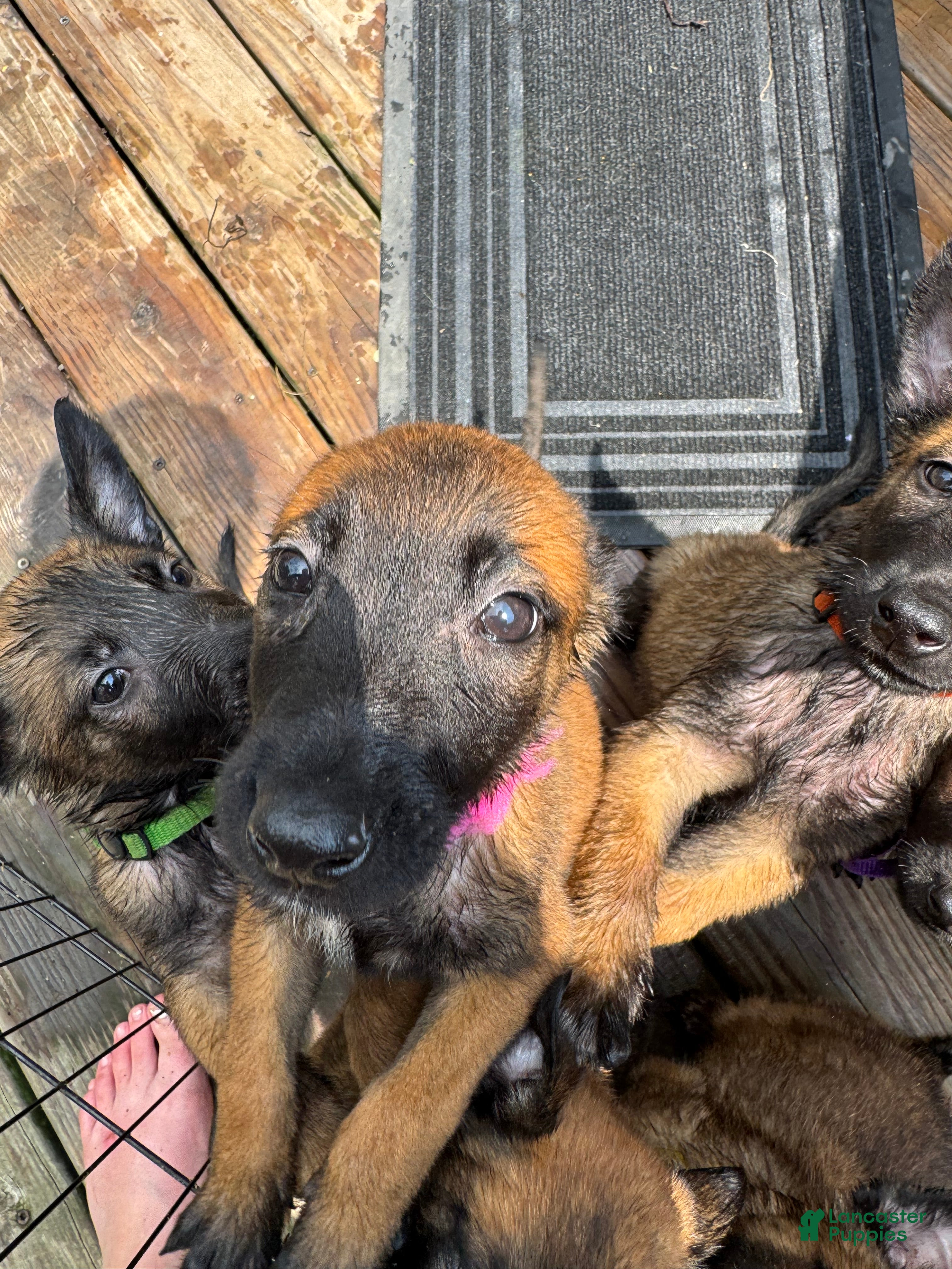 Belgian Malinois dogs Belgian Malinois 8 - Ad 19