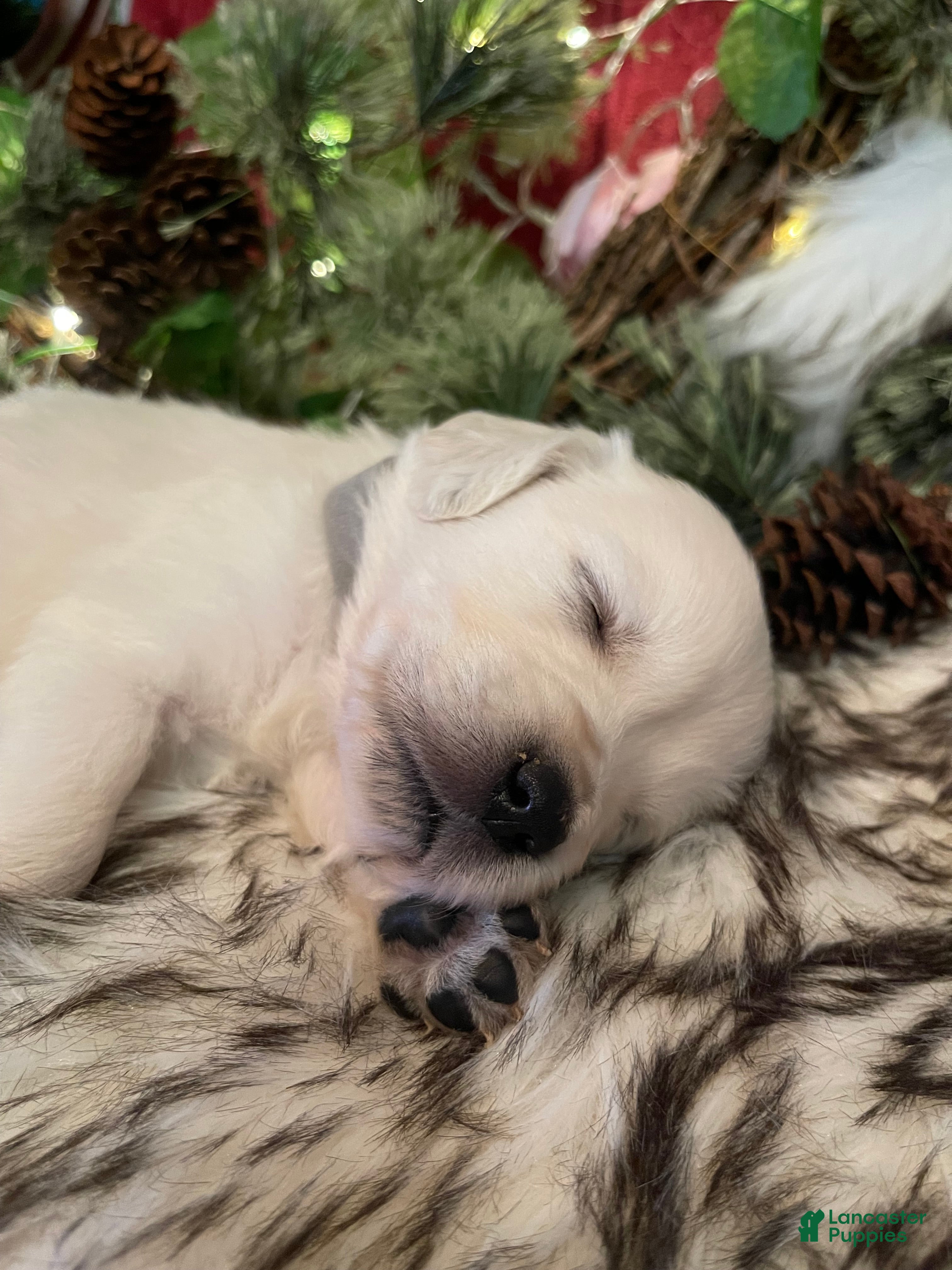 Golden Retriever dogs Matty - Ad 1