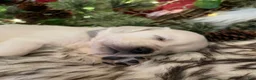 Golden Retriever dogs for sale: Matty - Ad 1