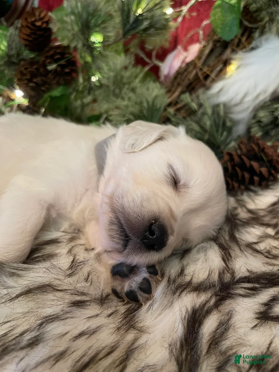 Golden Retriever dogs for sale: Matty - Ad 1