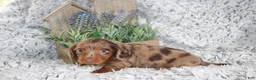 Dachshund dogs for sale: PATCH - Ad 3