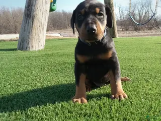 Doberman Pinscher dogs for sale: Jax - Ad 1