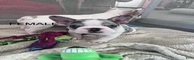 French Bulldog 4