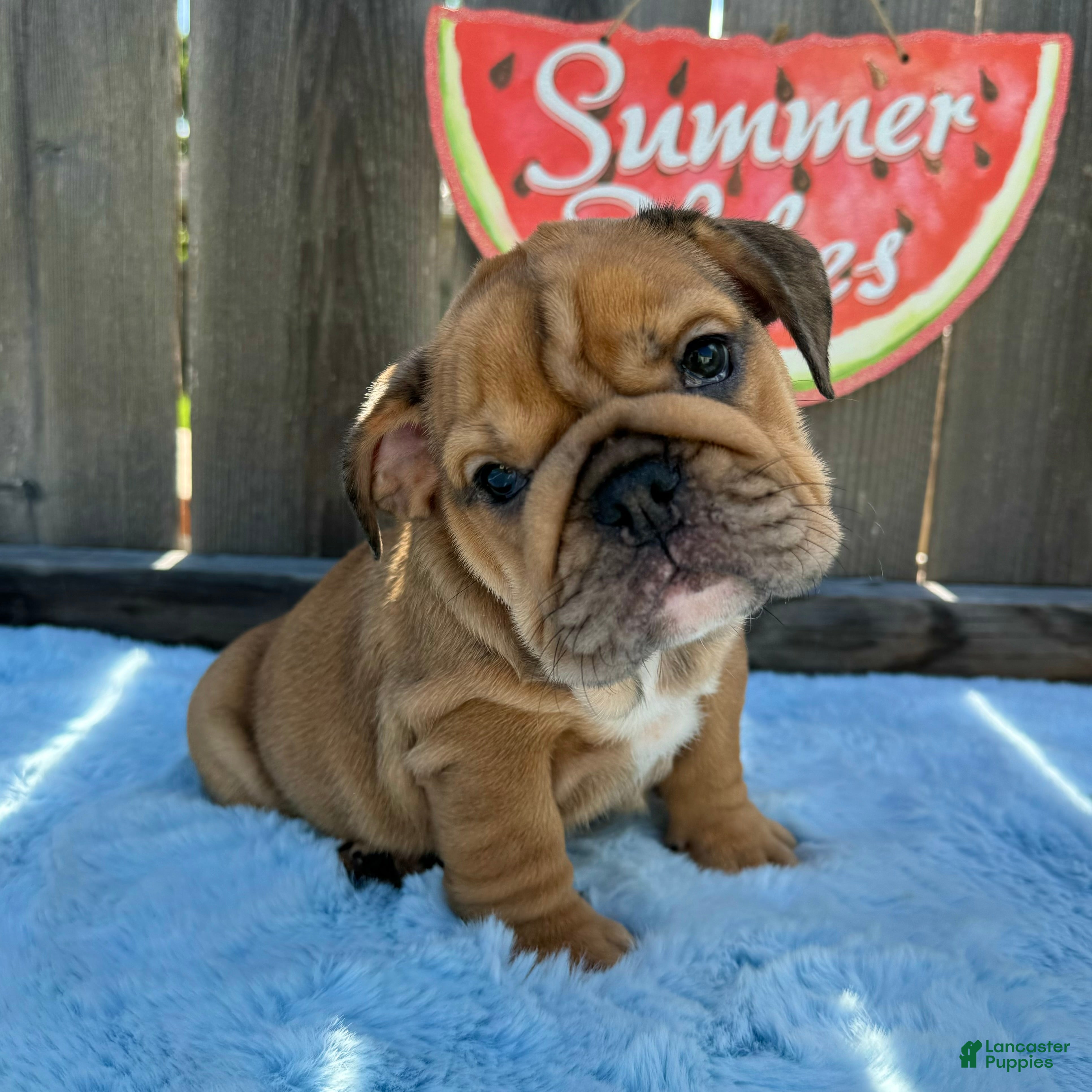 English Bulldog dogs Lipa - Ad 1