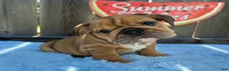 English Bulldog dogs for sale: Lipa - Ad 1