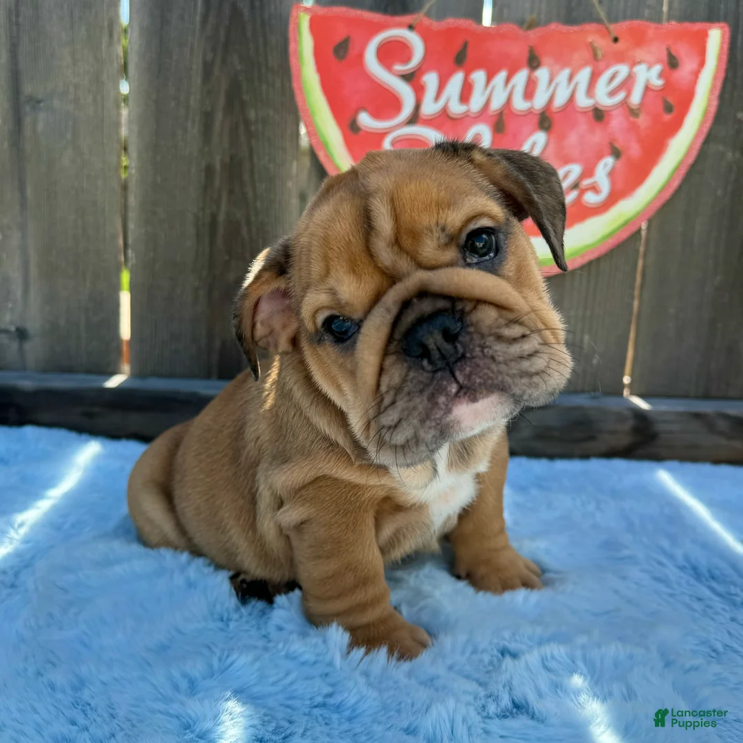 English Bulldog dogs for sale: Lipa - Ad 1