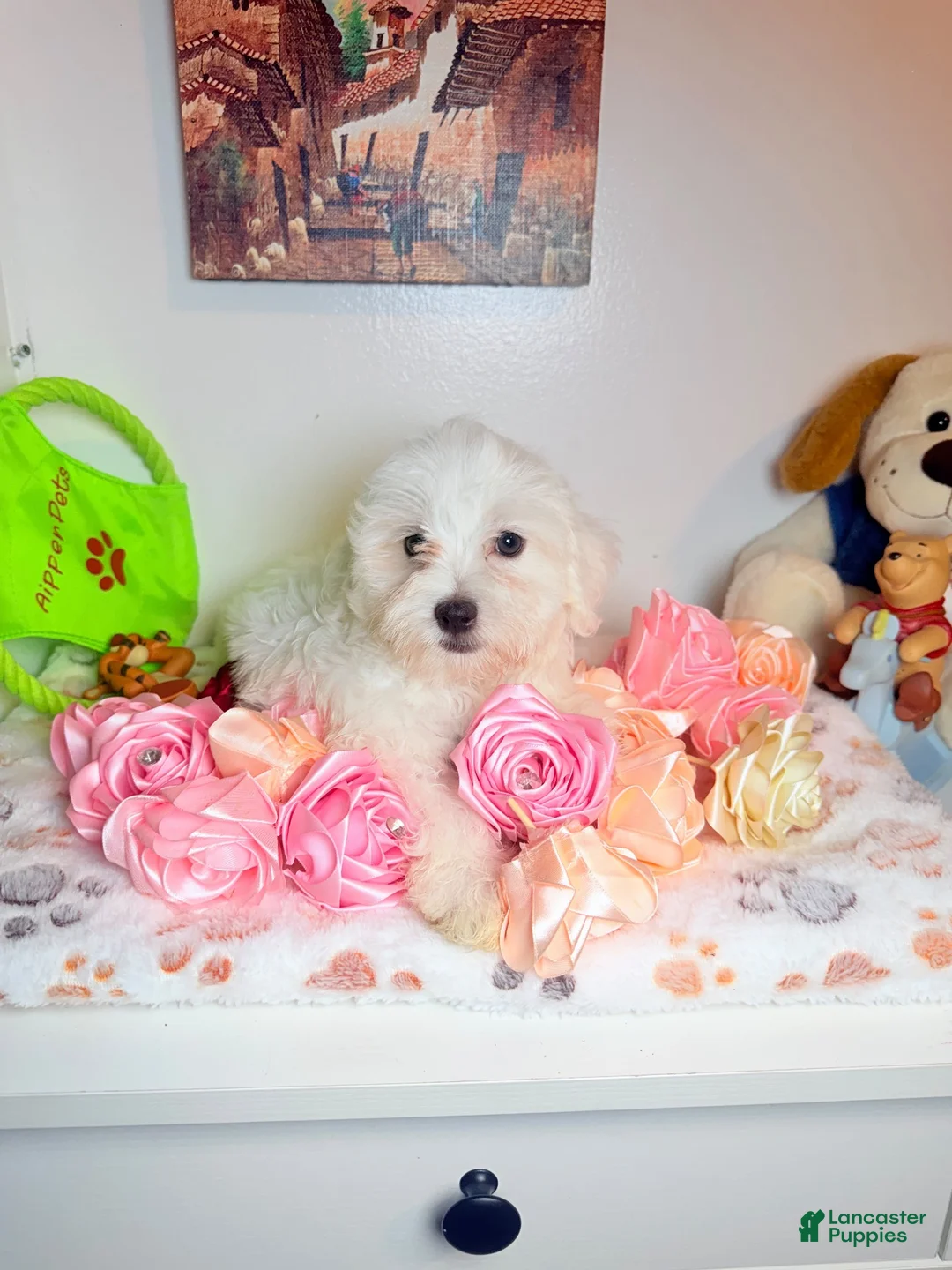 Maltese dogs for sale: Zeus - Ad 2