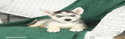 Siberian Husky dogs for sale: Val  - Ad 3